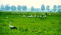 Wiese mit Störchen in der Natur von Johannisburg Wiese mit Störchen in der Natur von Johannisburg