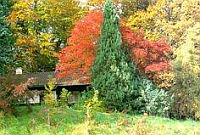 Herbstlaub in Masuren