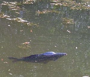 Karpfen im Butterm&uuml;hlenteich
