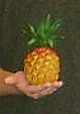 Ananas als Rassel-Instrument