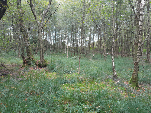 Schaalbywer Moor