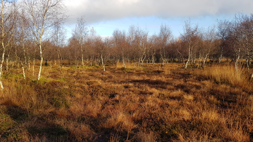 Tolker Moor 1
