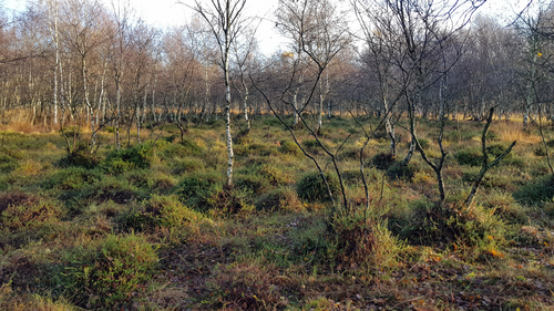 tolker-moor2_c_K Erbe